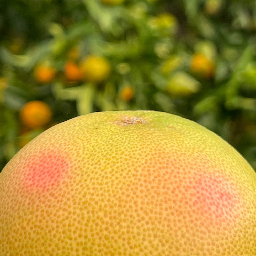 Grapefruit Obstkiste